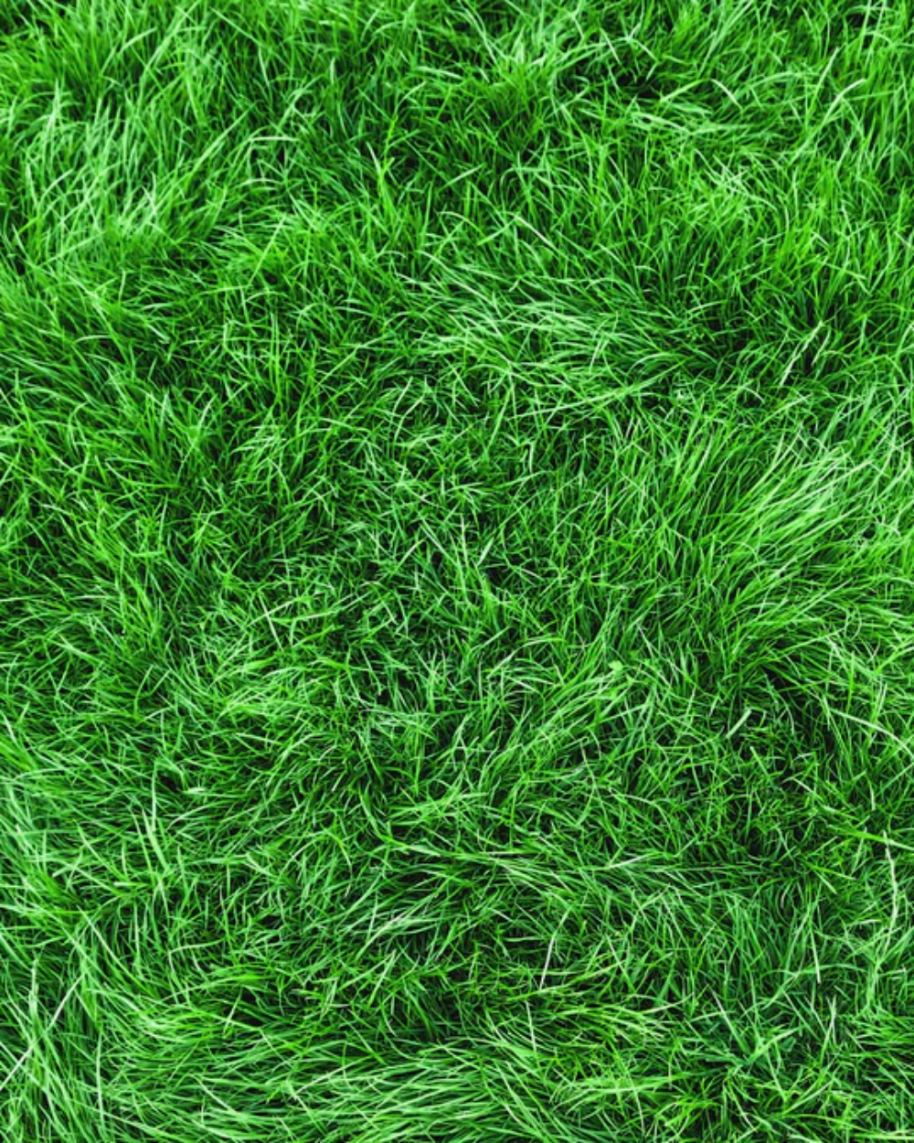 001 GARDENER - TROVE Malaysia